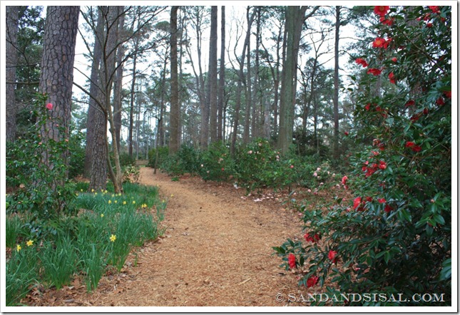 camellia row (1024x683)