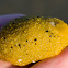 False Sea Lemon (Bright yellow morph)