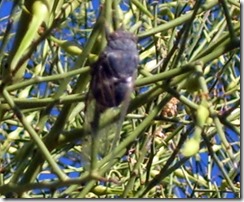 Cicada Chrysalis 5-30-2009 3-30-04 PM 1107x914