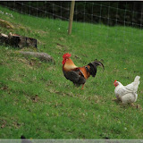 da isser wieder der Hahn