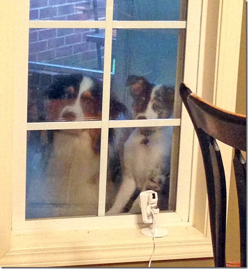 kitchen window dogs