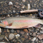 Rainbow Trout