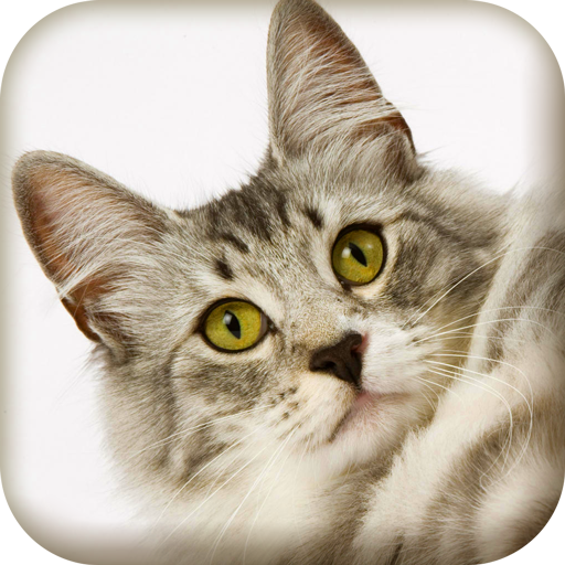 Cosy Pet Cat Resort 商業 App LOGO-APP開箱王