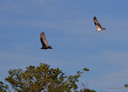 Osprey chasing off the turkey vulture!