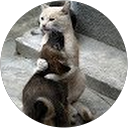 Image Google de edith pollet