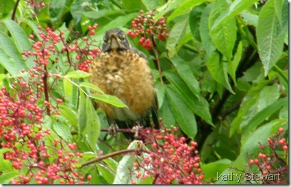 Juvenile robin eating elderberries