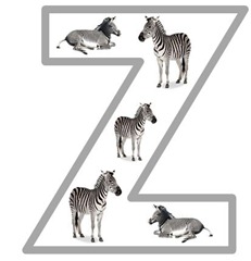 Zz zebra
