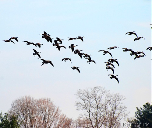 12. 2nd flock 12. 2nd flock