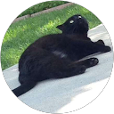 Salem Winchesters profile picture