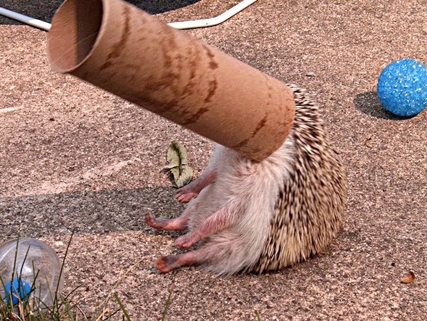 [animalessentadoscomopersonascosasdiv%255B38%255D.jpg]