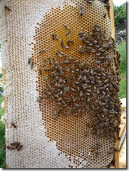 Panenský plást plný medu.