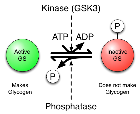 phosphate copy.png Phosphate copy