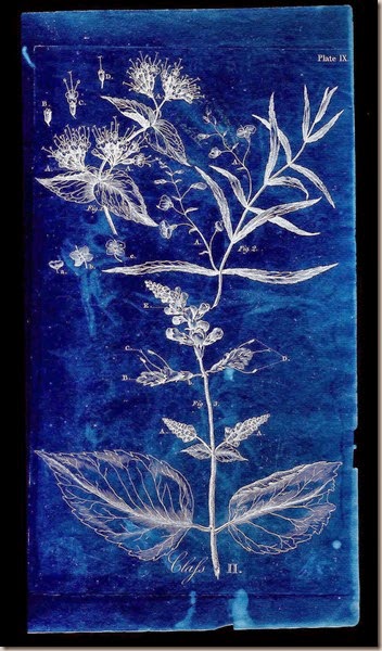 Botanical scan (7x)