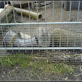 Jugendfarm Moritzhof - Kaninchen