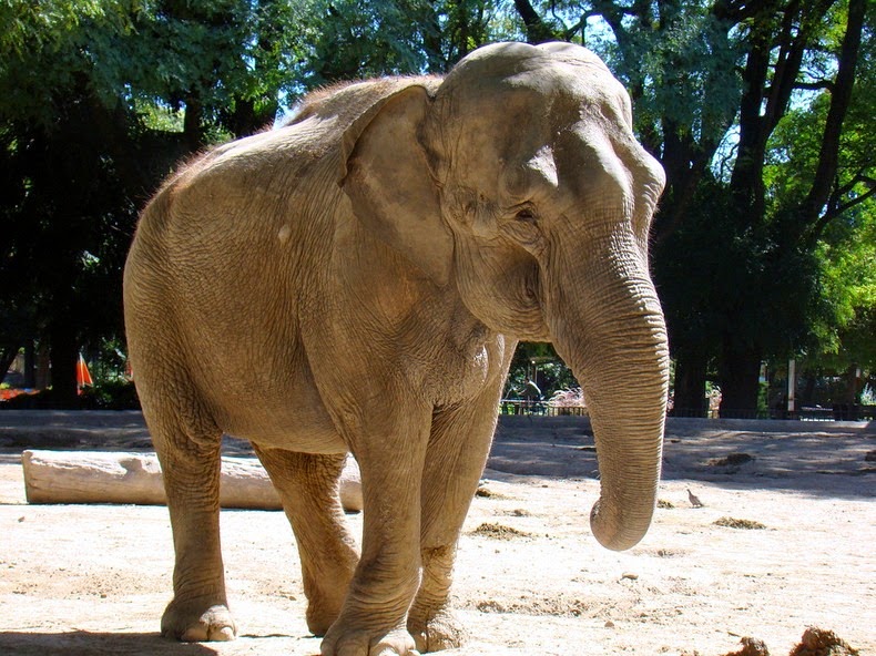 elephant-3
