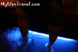 Kenko Fish Spa 19 Kenko Fish Spa 19