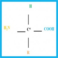Amino acid general structure
