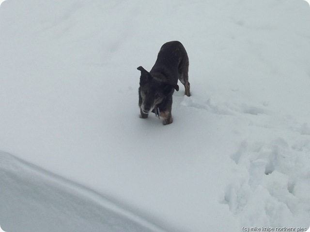 bruno about to eat the last snowdrift
