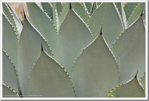 Agave_parryi_teeth