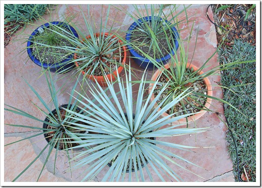 120226_Yucca-rostrata linearifolia_06