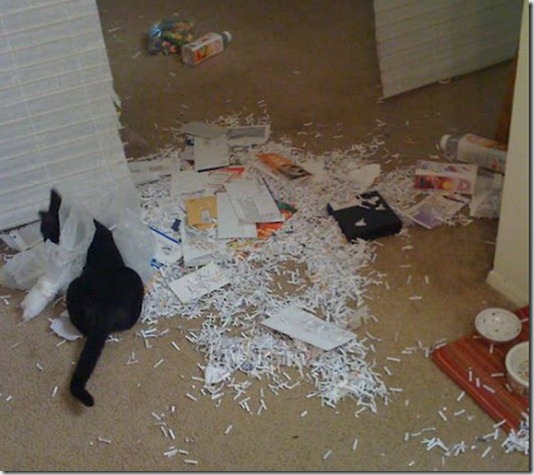 funny-cats-dogs-destroy-house-008