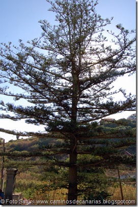 6457 Ruta del vino(Araucaria) 6457 Ruta del vino(Araucaria)