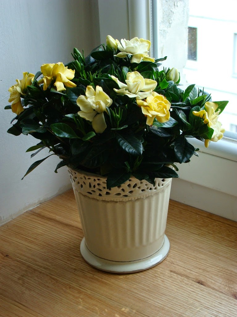 [DSC04122%255B13%255D.jpg]