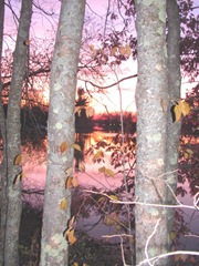 11.2011 Maine Raymond sunset between birch trees