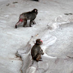 monkeys at ueno zoo in Ueno, Japan 