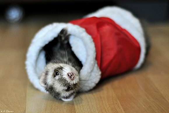 [Christmas-Comes-to-Fife-Ferret-Rescue-l%255B2%255D.jpg]