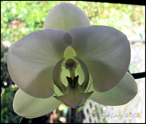 02-14-nancis-orchid