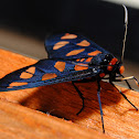 White Antenna Wasp Moth