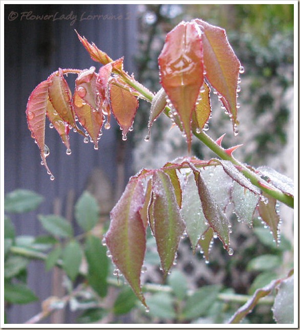 01-06-rain-roseleaves