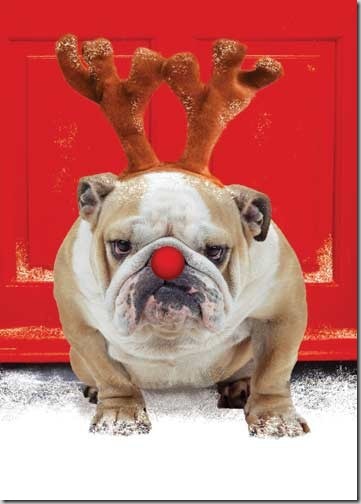 perro gorritos navidad (37)