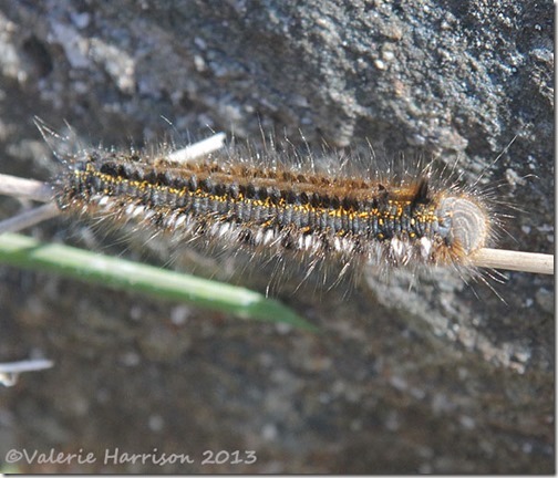 21-drinker-moth-caterpillar