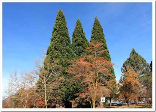 121123_Sequoidadendron-giganteum_029