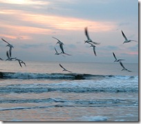 Birds flying Birds flying