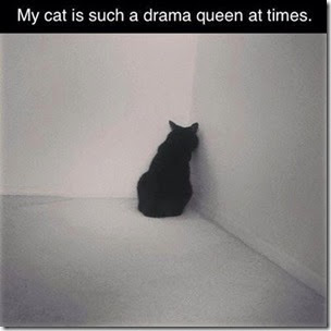 drama queen cat