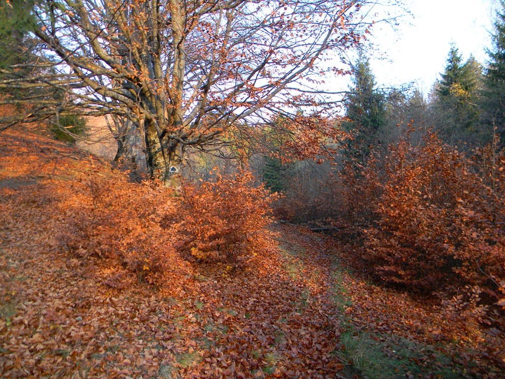 [DSCN06693.jpg]