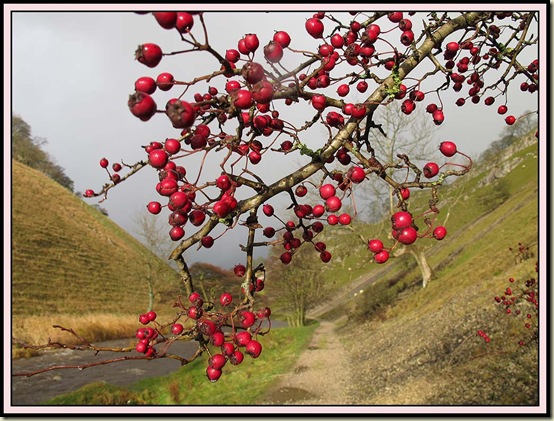 Berries in Wolfscote Dale