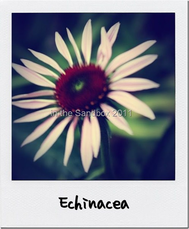 Echinacea poloroid