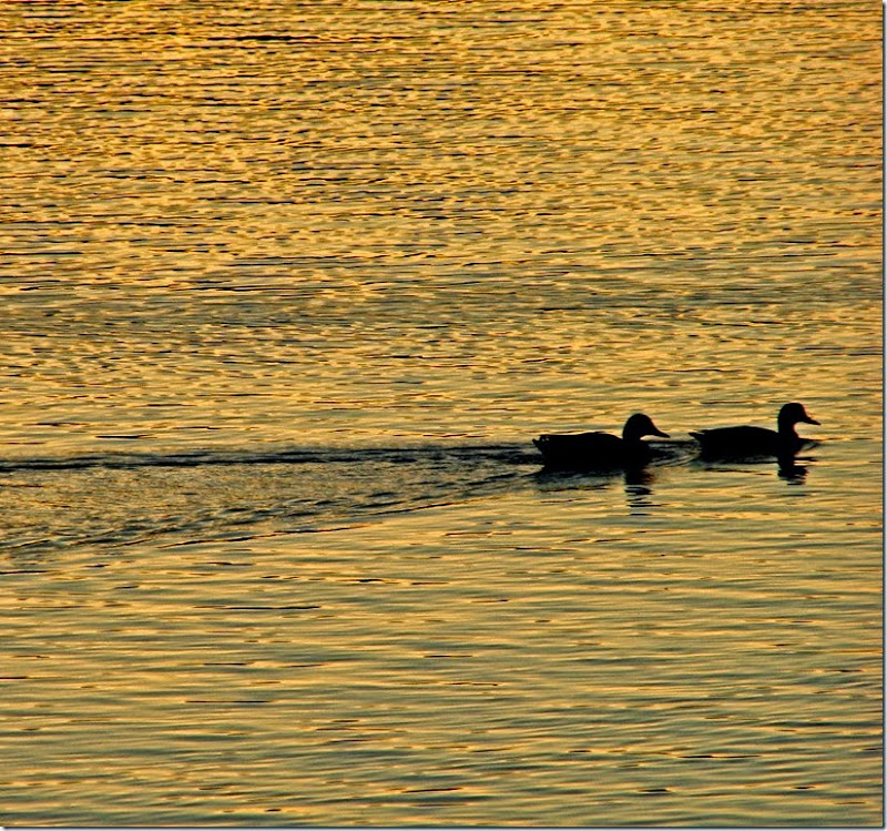 A - golden lake, 2 ducks 