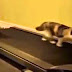 Funny Dogs and Cute Cats 2014 New