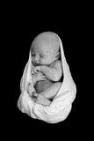 [newborn-baby-swaddled-blanket-sleeping-soun-13703004%255B2%255D.jpg]