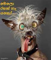 Sinhala-photo-comments-facebook-33.jpeg