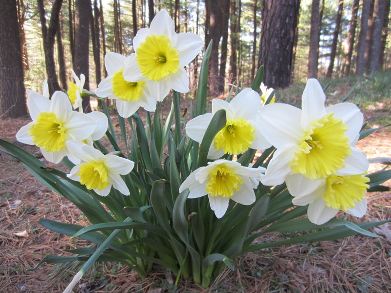 [Daffodils_2013%255B1%255D.jpg]