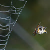 Christmas Spider, Jewel Spider