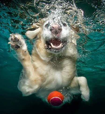 [Amazing-photos-of-swimming-dogs-9581%255B5%255D.jpg]