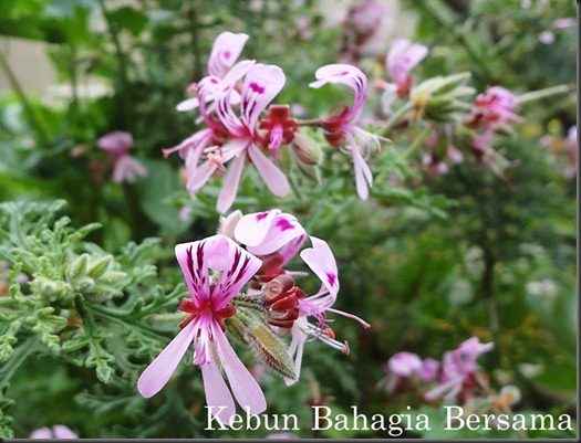 Rose Geranium