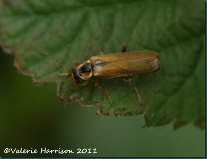 soldier beetle Cantharis decipiens